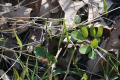 Taenidia integerrima