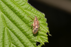 Polydrusus lateralis