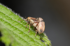 Polydrusus lateralis