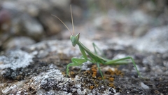 Apteromantis aptera