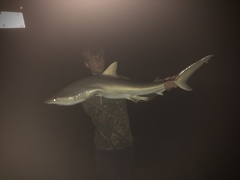 Carcharhinus acronotus