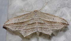 Arcobara multilineata