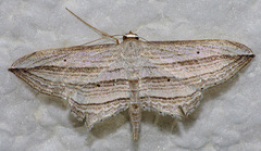 Arcobara multilineata