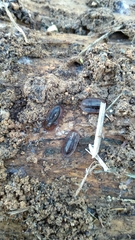 Cossyphus hoffmannseggi