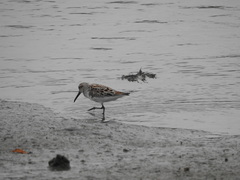 Calidris falcinellus sibirica