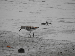 Calidris falcinellus sibirica