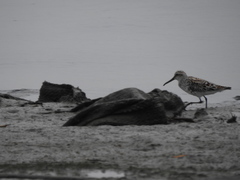 Calidris falcinellus sibirica