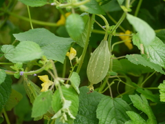 Luffa acutangula