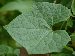 Luffa acutangula