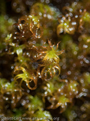 Grimmia torquata