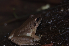 Limnonectes blythii