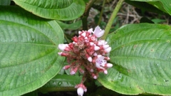 Miconia platyphylla