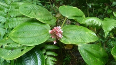 Miconia platyphylla