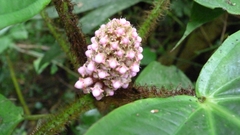 Miconia platyphylla