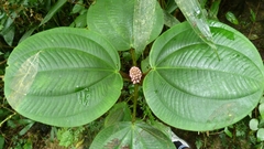 Miconia platyphylla