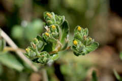 Mentzelia micrantha