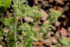 Mentzelia micrantha