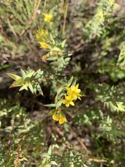 Gnidia styphelioides