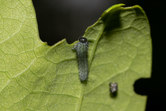 Periclista