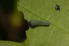 Periclista