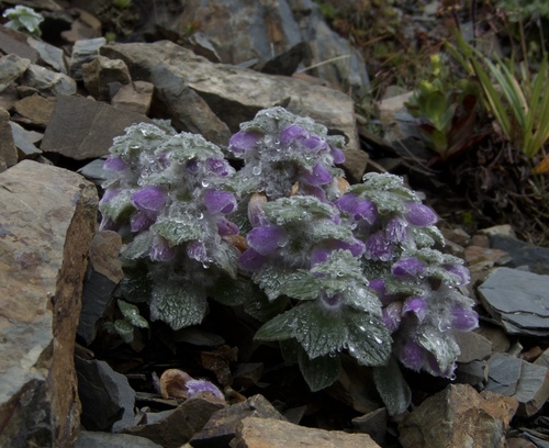 Eriophyton