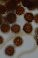 Fossombronia longiseta