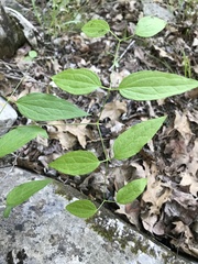 Clematis morefieldii