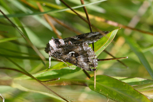iNaturalist observation photo of Alfalfa Looper