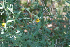 Borrichia frutescens image