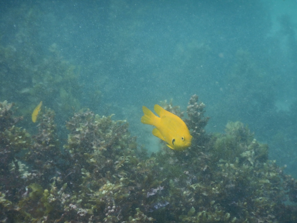 Sulfur damsel (Pomacentrus sulfureus) — Pomacentridae
