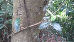 Anodendron benthamianum