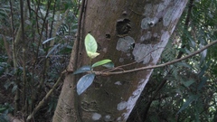 Anodendron benthamianum