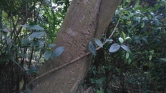Anodendron benthamianum