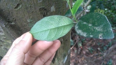 Anodendron benthamianum