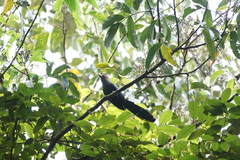 Phaenicophaeus sumatranus