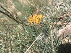 Setina