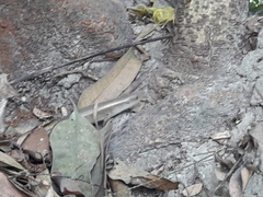 Eutropis multifasciata