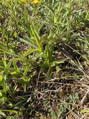 Pentanema salicinum