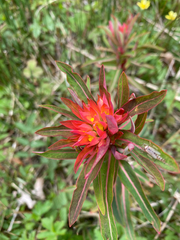 Euphorbia griffithii