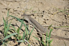 Central Asian Racerunner photo 5