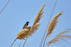 Passer domesticus bactrianus