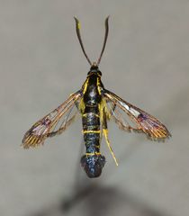 Synanthedon tipuliformis