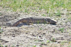 Varanus griseus caspius