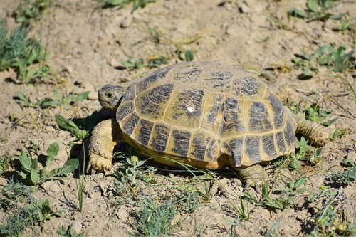 Fergana Valley Steppe Tortoise [bogdanovi], Testudo horsfieldii