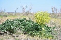 Ferula assa-foetida
