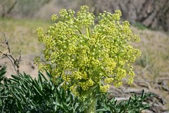 Ferula assa-foetida