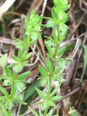 Galium virgatum
