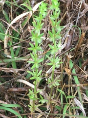 Galium virgatum