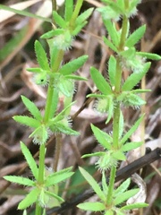 Galium virgatum
