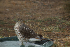 Accipiter cooperii